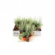 Растение Композиция 17х20 с каллуной в кашпо с ручками Растение Композиция 17х20 с каллуной в кашпо с ручками