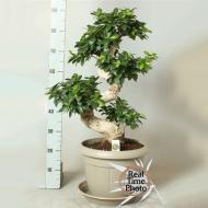 Растение Фикус микрокарпа 30х90 Ginseng бонсай Растение Фикус микрокарпа 30х90 Ginseng бонсай