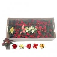 Растение Пуансетия 06х13 микс Растение Пуансетия 06х13 микс