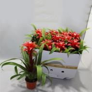 Растение Гузмания 10х20 красная Confetti Растение Гузмания 10х20 красная Confetti