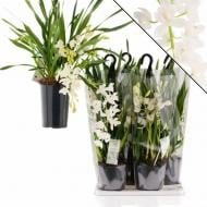 Рослина Цимбідіум (орхідея) каскад 14х80 3 стовбури білий