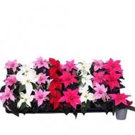 Растение Пуансетия 06х13 микс Princettia Растение Пуансетия 06х13 микс Princettia