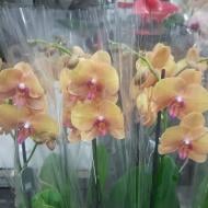 Рослина Фаленопсис (орхідея) 12х60 1 стовур Gold Buddha (Ter Laak Orchids)