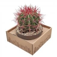 Растение Кактус 20х30 Ferocactus Stainesii Растение Кактус 20х30 Ferocactus Stainesii