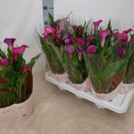 Растение Калла 13х35 розовая Растение Калла 13х35 розовая