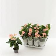 Растение Антуриум 09х30 розовый Растение Антуриум 09х30 розовый