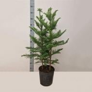 Растение Араукария 24x110