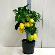 Растение Цитрус лимон 22x70 Meyeri Meyer на стволе с плодами