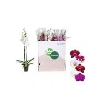 Рослина Фаленопсис (орхідея) 12х75 2 стовбури мікс (Green Balanz)