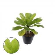 Рослина Брігамія гавайська 21x40