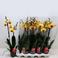 Растение Фаленопсис (орхидея) 12х70 2 ствола желтый Solid Gold (Kw J.P. Konst & Zn BV)