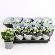 Растение Каланхое каландива 12х27 белое Растение Каланхое каландива 12х27 белое