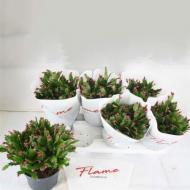 Растение Шлюмбергера 15х25 красная Растение Шлюмбергера 15х25 красная