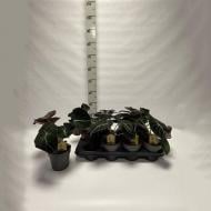 Рослина Алоказія 14x40 Black Velvet