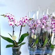 Растение Фаленопсис (орхидея) 12х50 2 ствола Big Lip King Car Dalmatian (T&L Variety Plants BV)