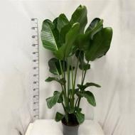 Растение Стрелиция 24x180 Nicolai нецветущая