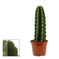 Растение Кактус 17х43 Cereus Jamacaru Растение Кактус 17х43 Cereus Jamacaru