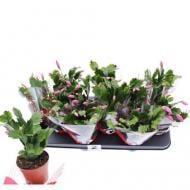 Растение Шлюмбергера 10х20 микс Растение Шлюмбергера 10х20 микс