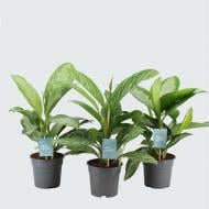 Растение Аглаонема 17x65 микс