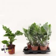 Растение Алоказия 17x65 Low Rider