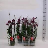 Растение Фаленопсис (орхидея) каскад 12х50 2 ствола Stone Rose (Kw J.P. Konst & Zn B)