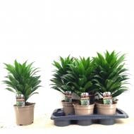 Растение Драцена 17x50-55 Compacta 1 ствол