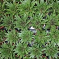 Растение Гастерия 8х15 Flow