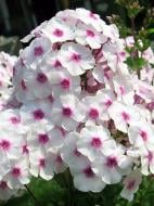 Кореневище флокса Європа 1 шт.