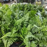 Растение Папоротник 9x20 Athyrium