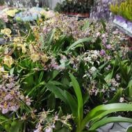 Рослина Онцидіум (орхідея) 9х30 Red Fantasy микс