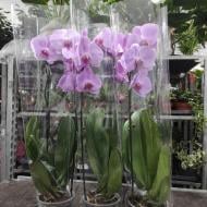 Рослина Фаленопсис (орхідея) каскад гранді 15х85 рожевий (Florious Orchids)