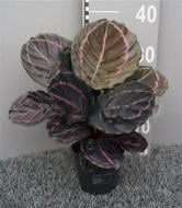 Растение Калатея 12х35 Dottie