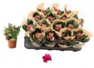 Рослина Каланхоє каландіва 07х15 пурпурове