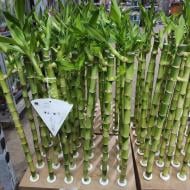 Растение Драцена 5х50 Lucky Bamboo