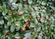 Растение Кизильник Даммера Эйхольц / Cotoneaster radicans Eichholz С4/Н 30-40