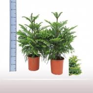 Растение Араукария 19х70