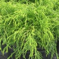 Растение Кипарисовик горохоплодный Голд Спангл / Chamaecyparis pisifera Gold Spangle С7.5 / Н 30-40