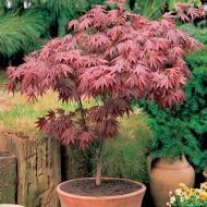 Растение Клен японский/Acer palmatum С3-5/Н 100-120