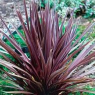 Растение Кордилина южная Пурпуреа/CORDYLINE australis Purpurea С3/Н 40-60