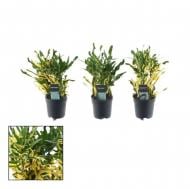 Растение Кротон 07х20 микс