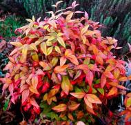 Растение Нандина домашняя / Nandina domestica С3/ Н 20