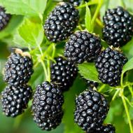 Растение Ежевика Блэк Сатин/Blackberry BLACK SATIN С2Н10-15