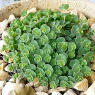 Растение Очиток (Седум) / Sedum С3/Н 30-40