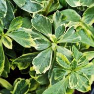 Растение Пахисандра верхушечная Вариегата/Pachysandra terminalis Variegata С3/Н 10
