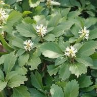 Растение Пахизандра верхушечная/Pachysandra terminalis Р9