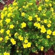 Растение Лапчатка кустарниковая Анетт / Potentilla fruticosa Annette С4/ Н40