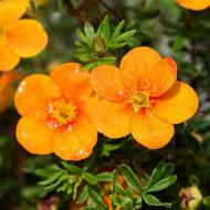 Растение Лапчатка кустарниковый Оранж Стар / Potentilla fruticosa Orange Star С3 /Н 40