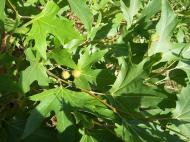 Растение Платан кленолистый Пирамидалис/ PLATANUS acerifolia Pyramidalis С10/Н 140-160