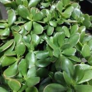 Растение Крассула 12х17 Ovata Sunset