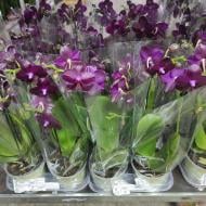 Растение Онцидиум (орхидея) 9х30 Red Fantasy микс фиолетовый